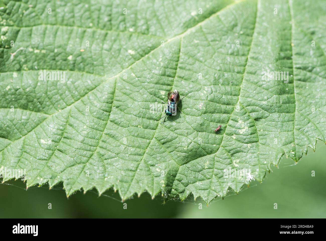 Una vespa a coda di rubino (Chrysis sp.) riposa su una foglia Foto Stock