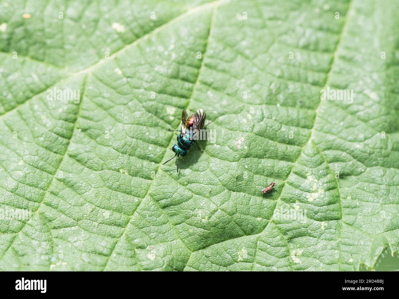 Una vespa a coda di rubino (Chrysis sp.) riposa su una foglia Foto Stock