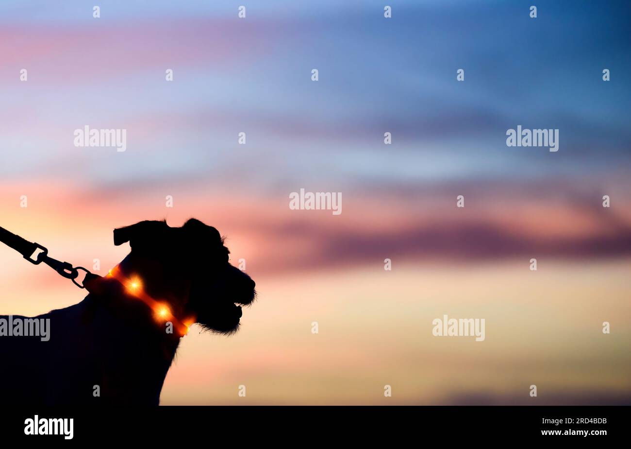 Primo piano della silhouette del cane al guinzaglio con colletto con luce a LED elettronica sullo splendido cielo al tramonto Foto Stock