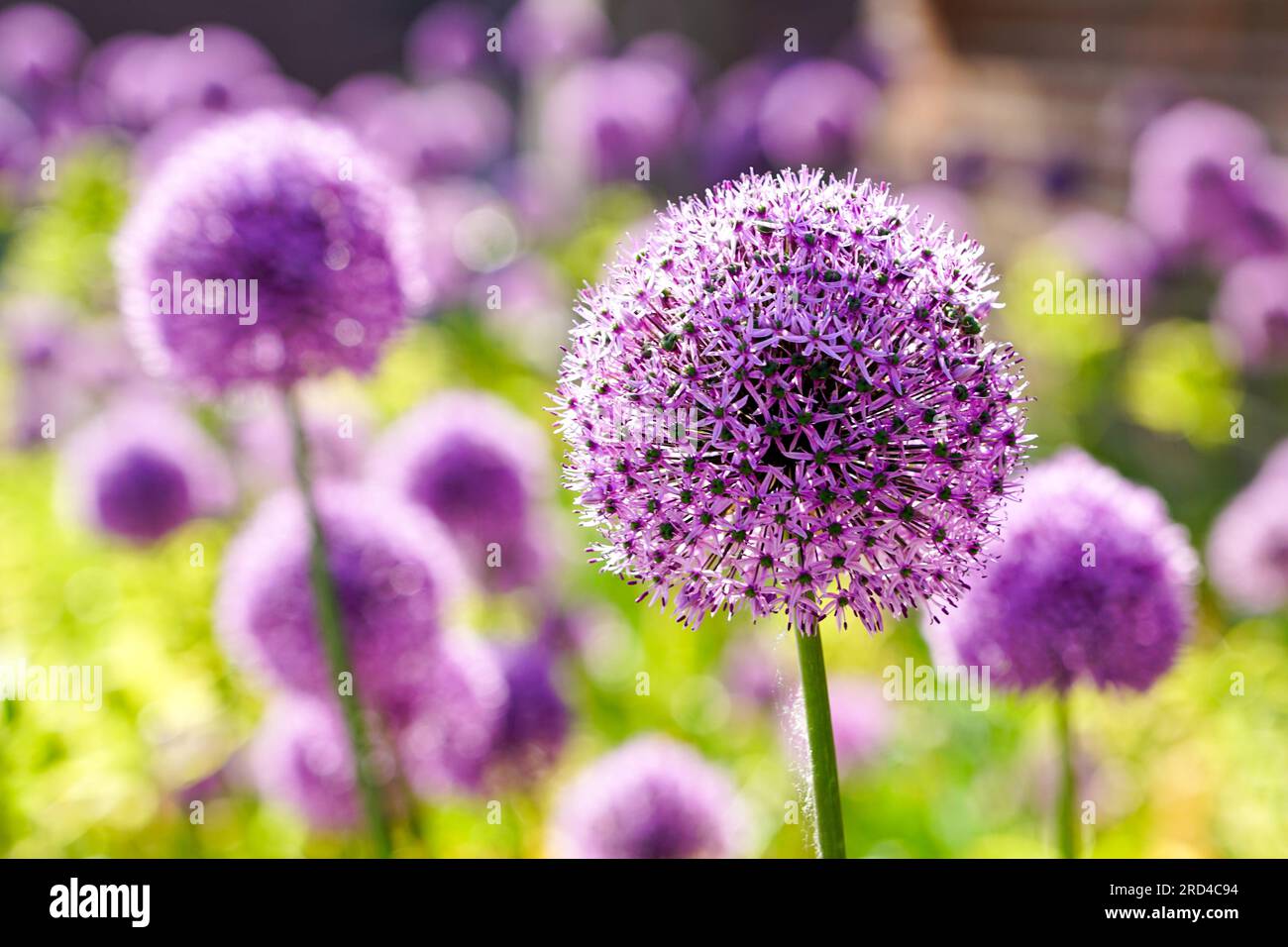 Palle di fiori viola fiorite di cipolla ornamentale Allium hollandicum, aglio decorativo Foto Stock