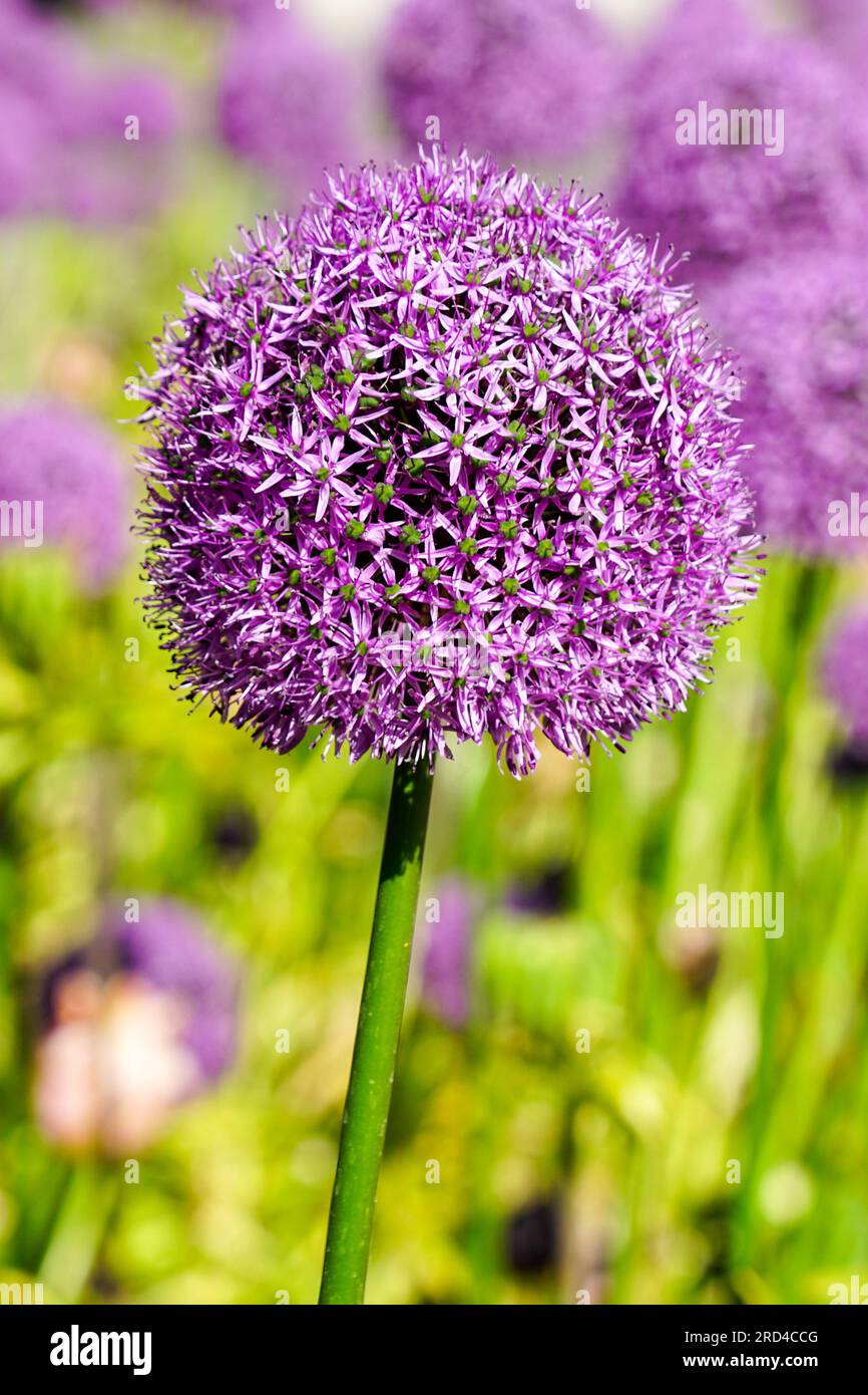 Palle di fiori viola fiorite di cipolla ornamentale Allium hollandicum, aglio decorativo Foto Stock