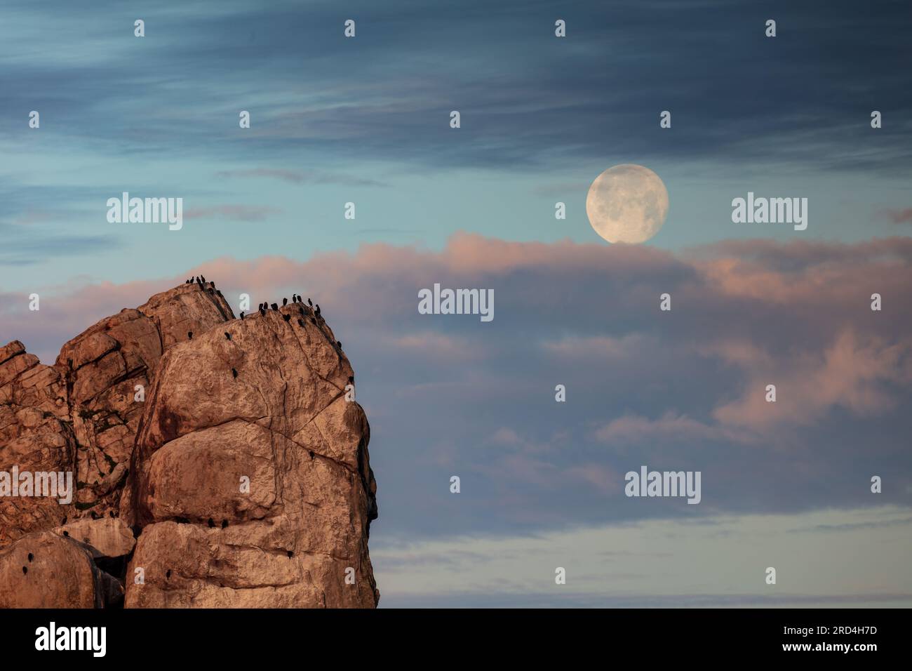 Cormorani arroccati su speroni rocciosi a Morro Bay, California. Luna piena racchiusa tra strati colorati di nuvole sullo sfondo. Foto Stock