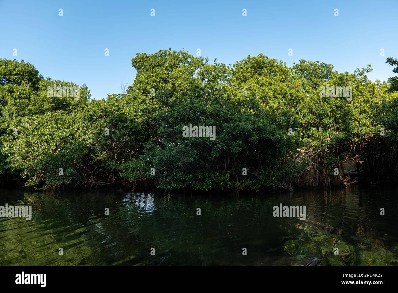 Fiume Calm che attraversa le mangrovie nelle Ombre a Cartagena de Indias, Colombia Foto Stock