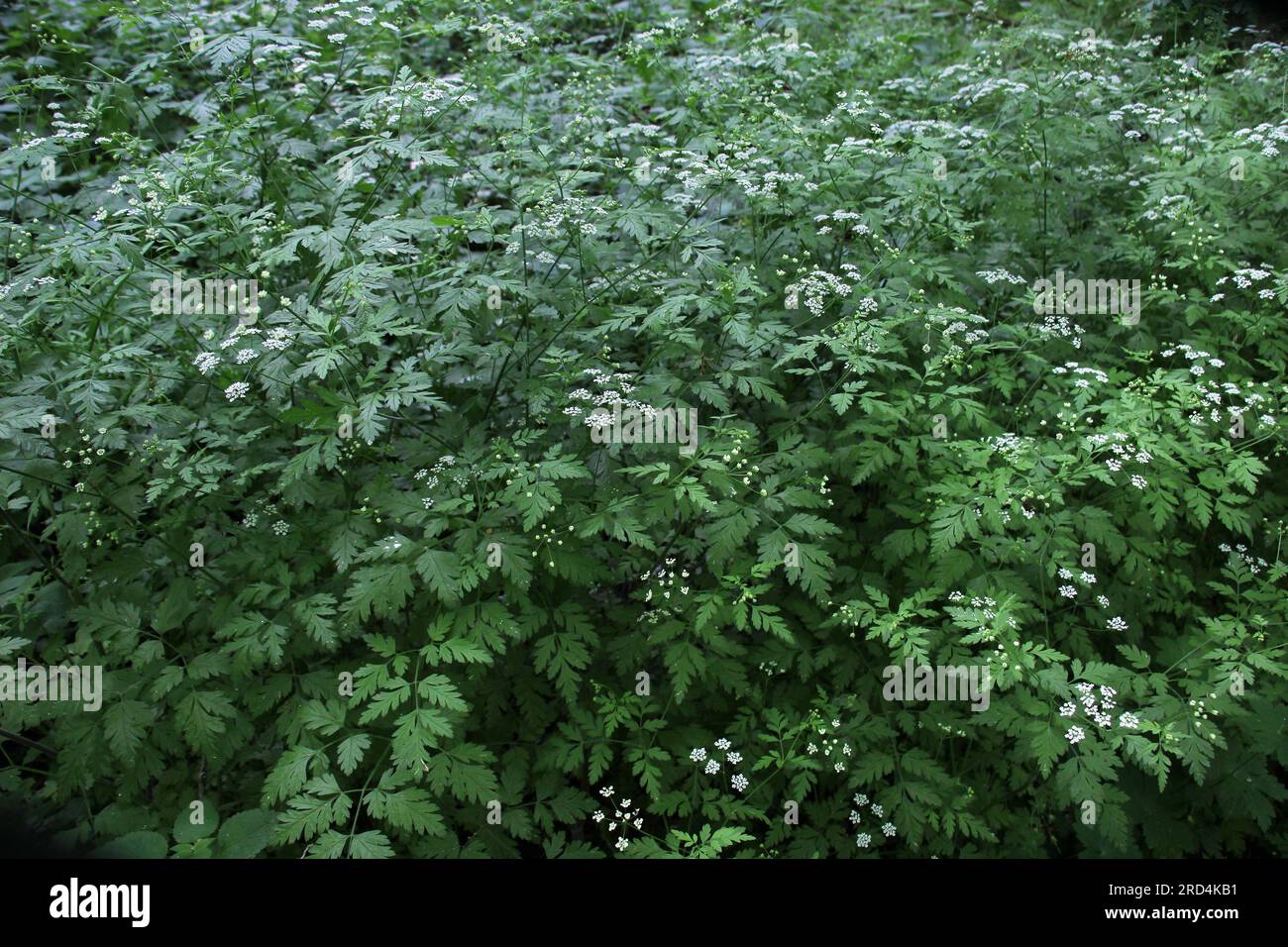 Il temulum di chaerophyllum della pianta velenosa si sviluppa nel selvaggio Foto Stock