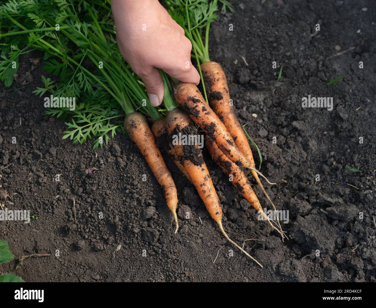 Una donna che raccoglie carote biologiche appena raccolte che erano sdraiate sul terreno. Primo piano. Foto Stock