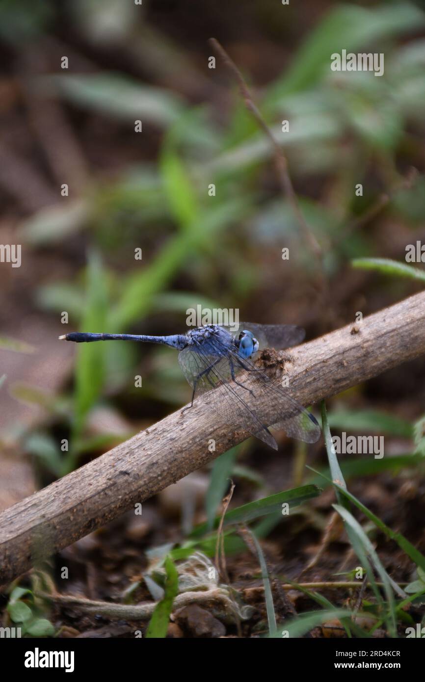 dragonfly nel prato, blu dragonly Foto Stock