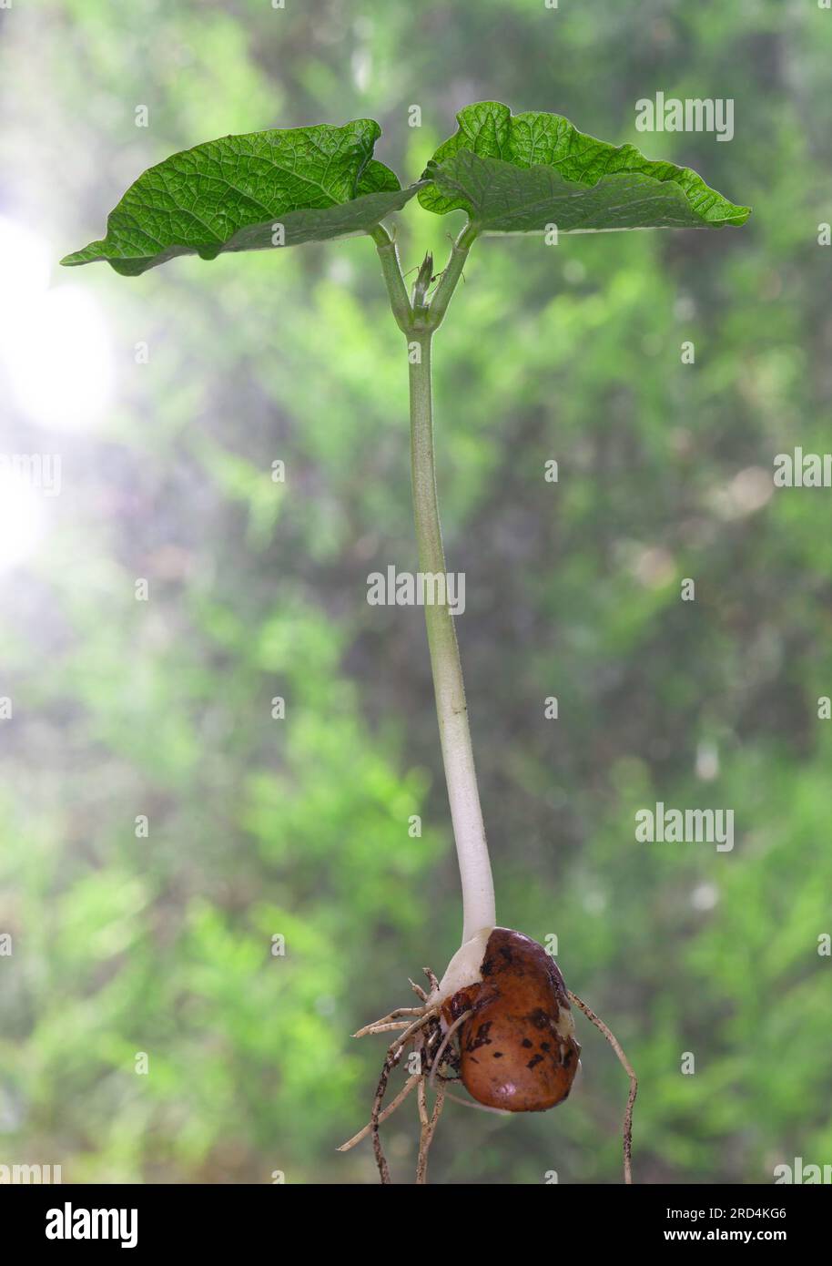 Runner Bean - St George - prime vere foglie Foto Stock