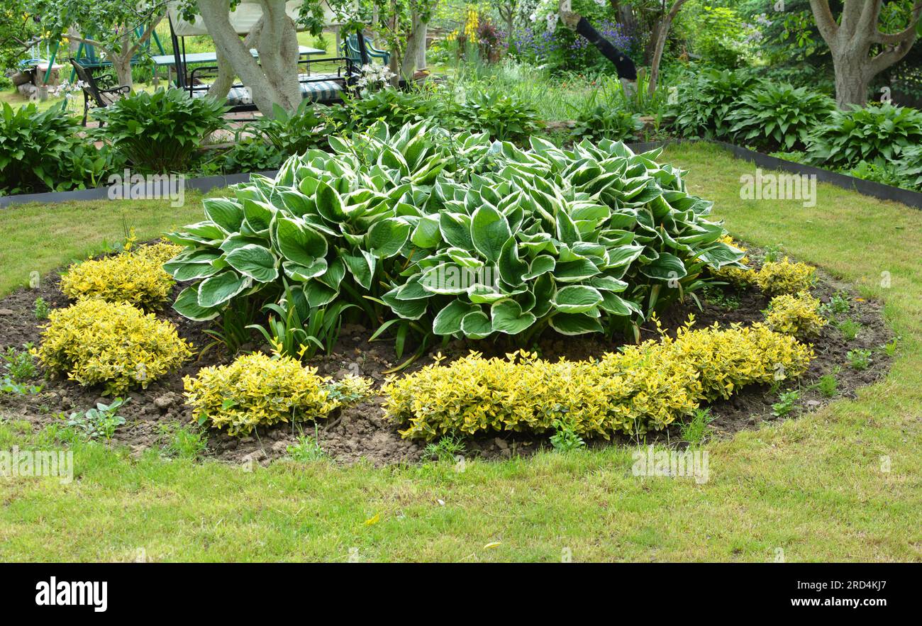 Disegno di parte di aiuola in giardino Foto Stock