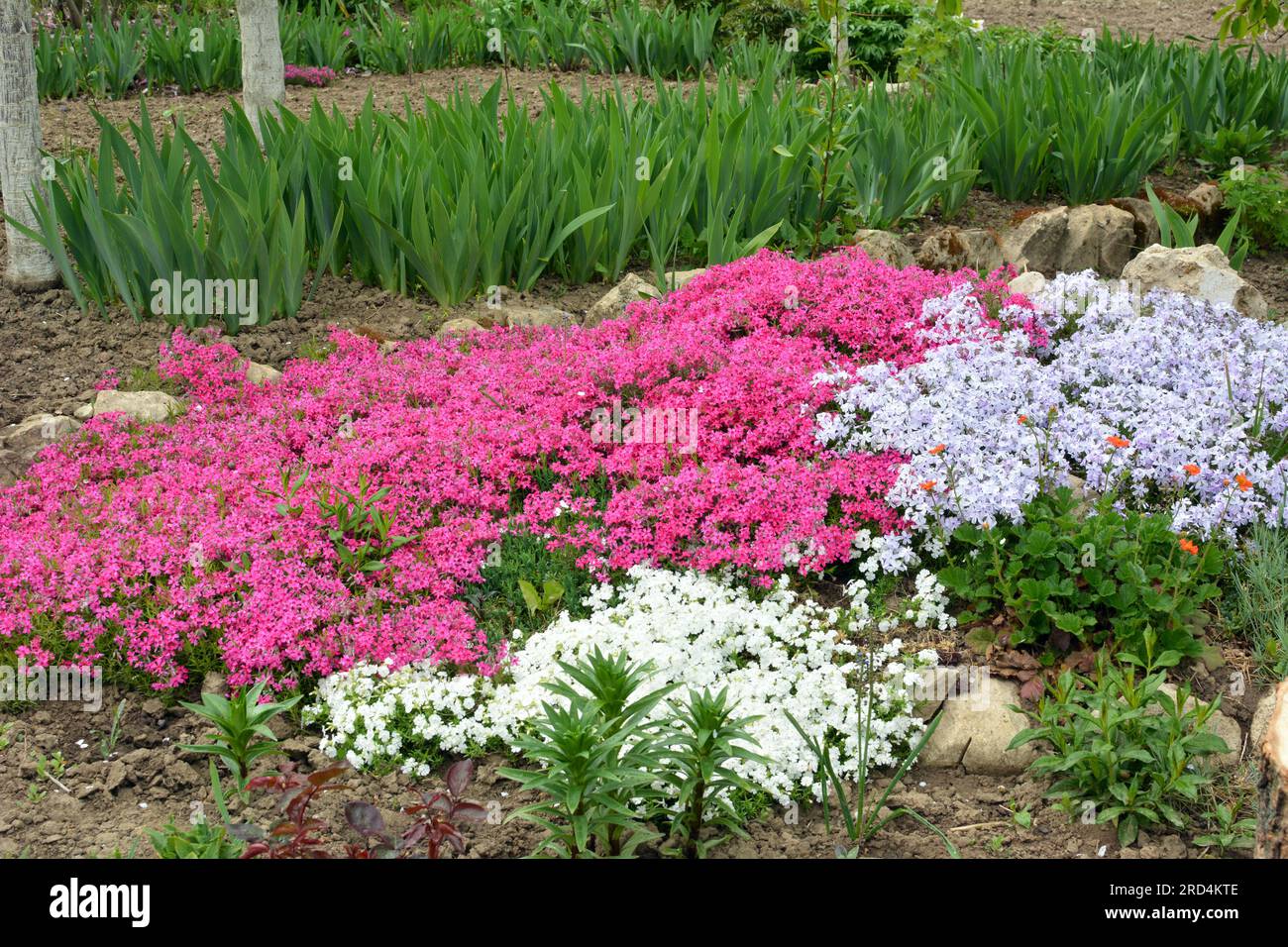 Bordure e cordoli da giardino e paesaggistica | Acquisti Online su