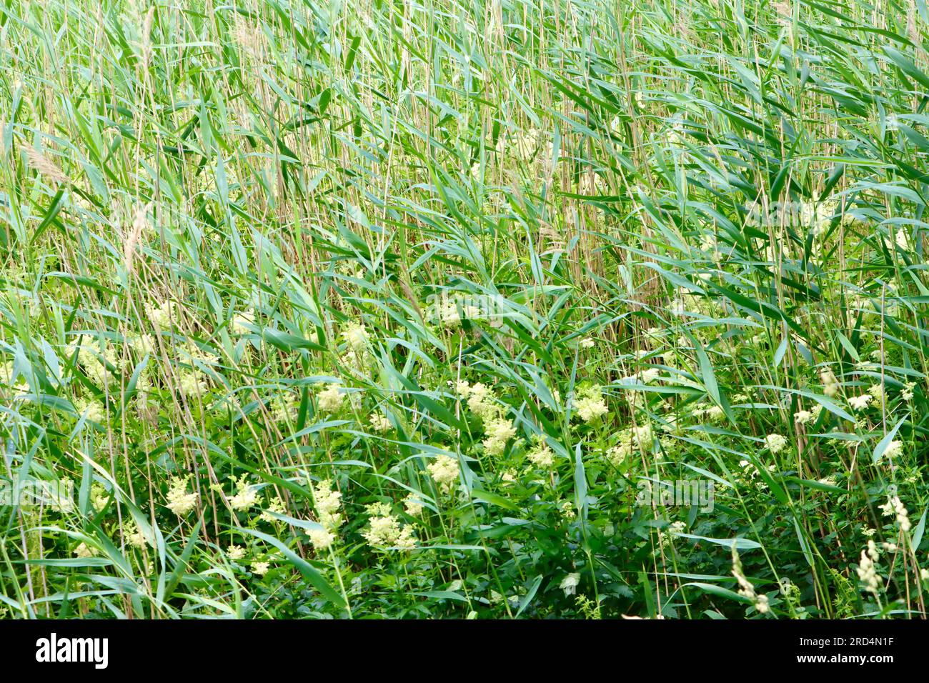Erba marina e fiori selvatici che crescono nella baia di Töölö, nel centro di Helsinki, Finlandia Foto Stock