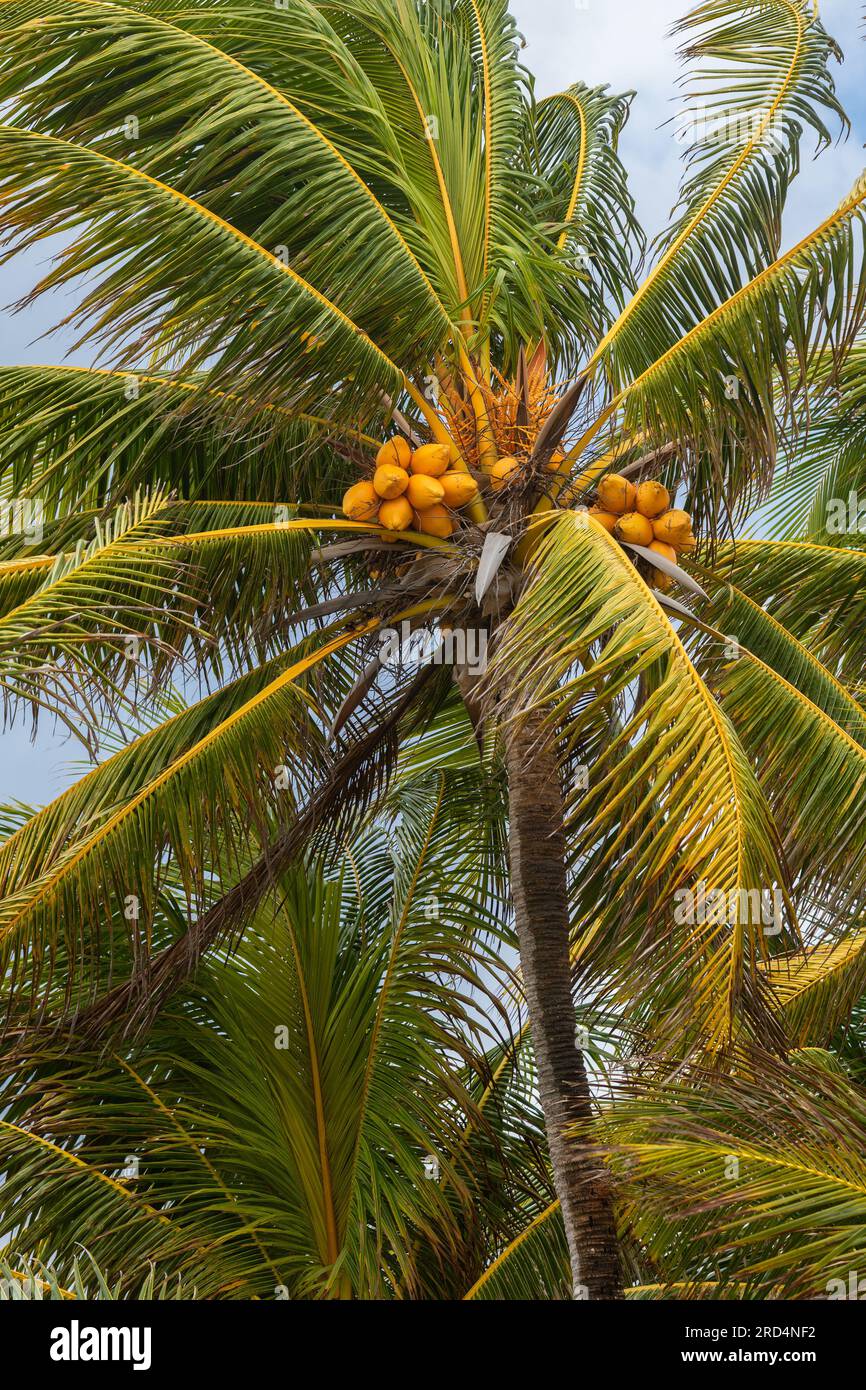 Palma da cocco con noci di cocco gialle sul cielo blu. Foto Stock