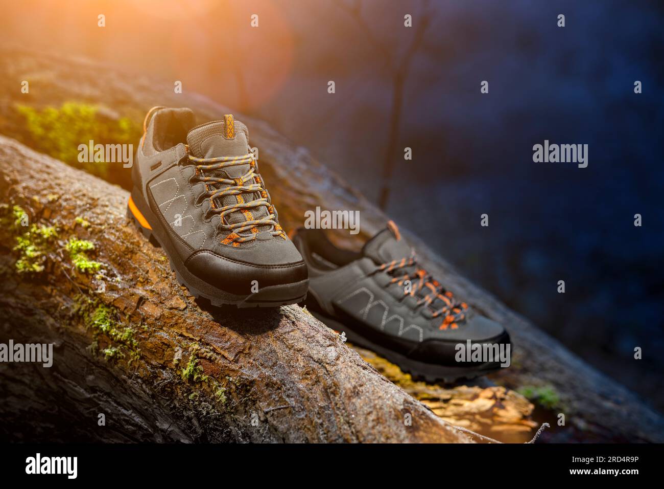 Scarponi da trekking, su un tronco di albero caduto, sullo sfondo della natura selvaggia. Buone scarpe da trekking. Terreno difficile Foto Stock