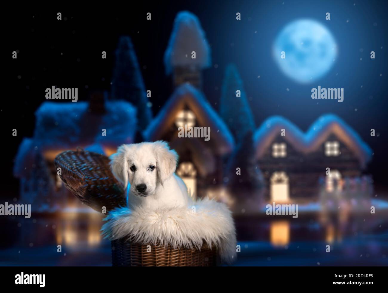 Triste cucciolo bianco, in un cesto, sullo sfondo di una città invernale nel cuore della notte. Giovane cane bianco, mostra carattere. Golden Retriev Foto Stock