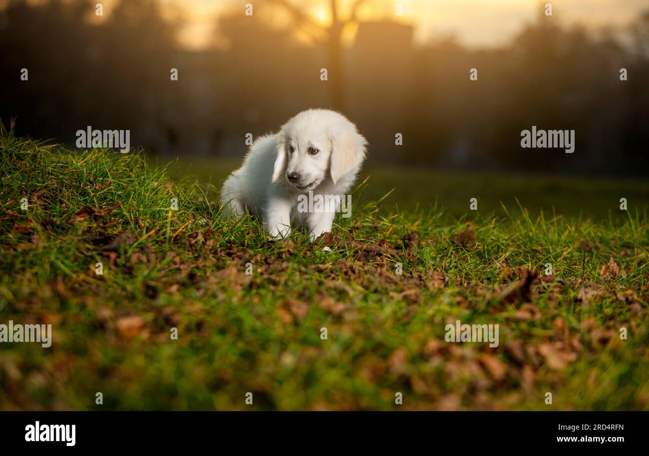 Spaventato e vergognato. Giovane cane bianco, mostra carattere. Cucciolo Golden Retriever in una passeggiata nel parco. tramonto. Foto Stock