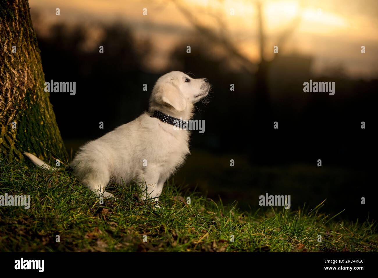 giovane cucciolo bianco in attesa del comando in posizione seduta. Giovane cane bianco, mostra carattere. Cucciolo Golden Retriever in una passeggiata nel parco. tramonto. Foto Stock