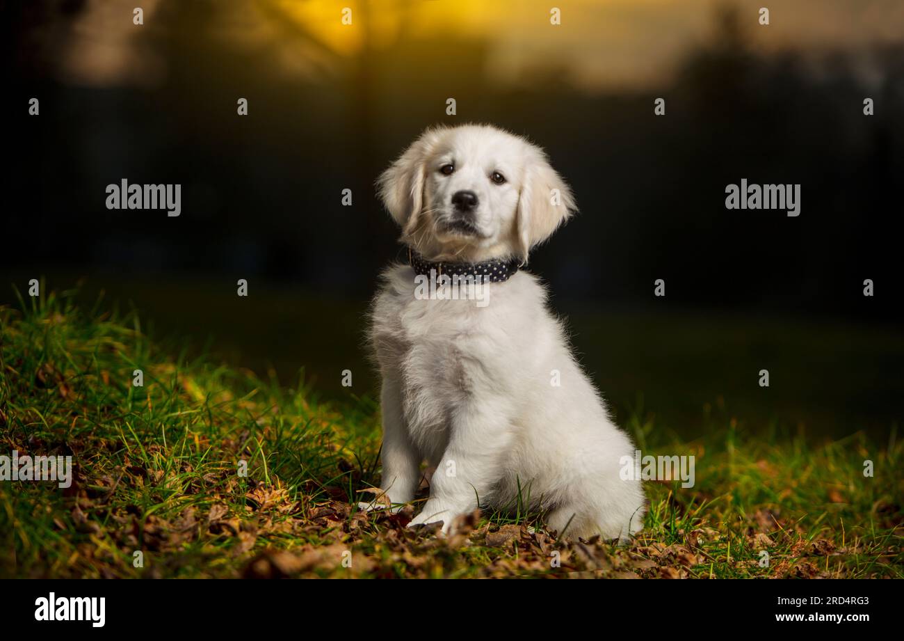 Un giovane cucciolo bianco osservatore, in un prato, guarda direttamente nella fotocamera. Giovane cane bianco, mostra carattere. Cucciolo Golden Retriever. Foto Stock