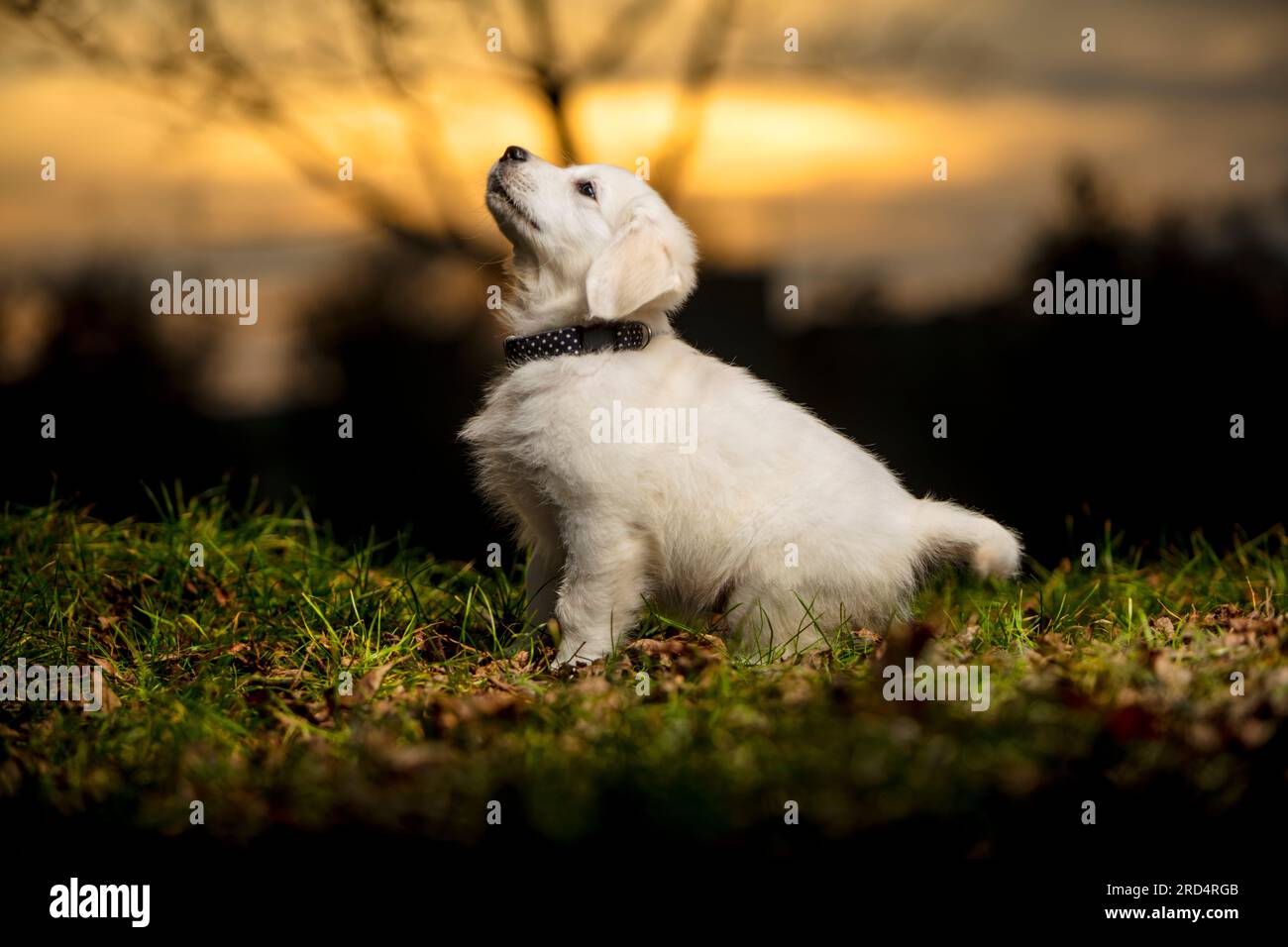 Impaziente giovane cucciolo bianco che gioca nel prato. Giovane cane bianco, mostra carattere. Cucciolo Golden Retriever in una passeggiata nel parco. tramonto. Foto Stock