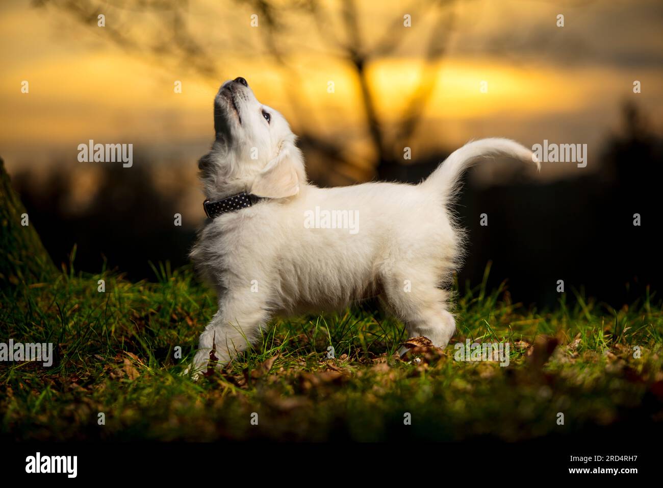 Divertente giovane cucciolo bianco che guarda in alto. Giovane cane bianco, mostra carattere. Cucciolo Golden Retriever in una passeggiata nel parco. tramonto. Foto Stock
