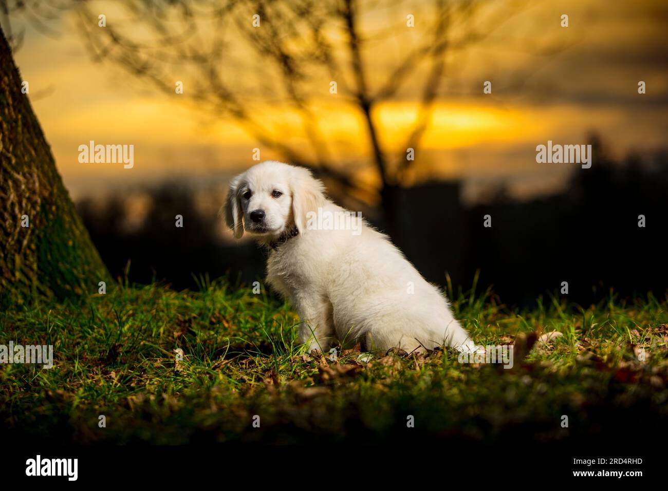 Giovane cucciolo bianco stanco e annoiato. Giovane cane bianco, mostra carattere. Cucciolo Golden Retriever in una passeggiata nel parco. tramonto. Foto Stock
