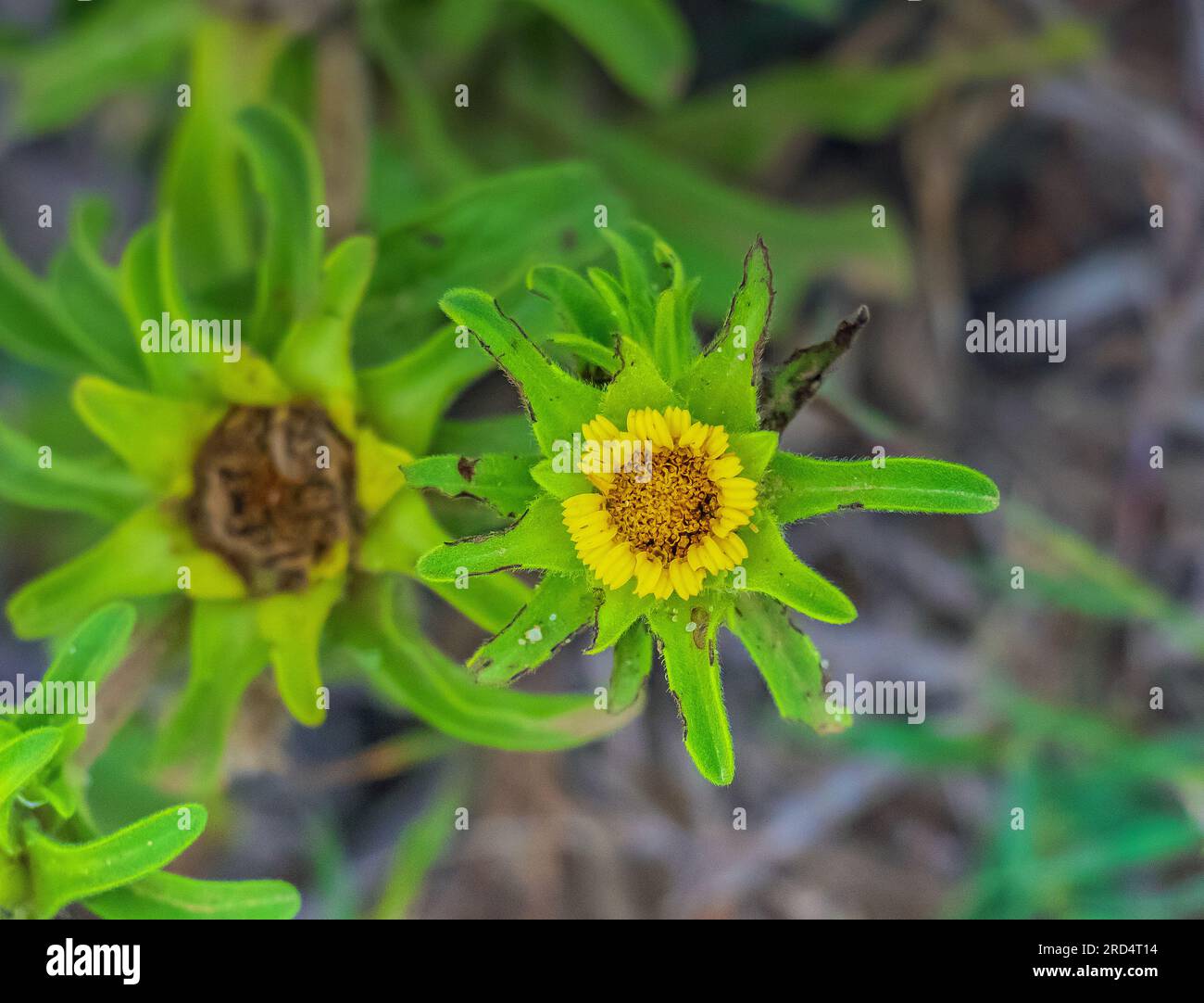 Smallanthus sonchifolius: La meraviglia dorata della natura Foto Stock
