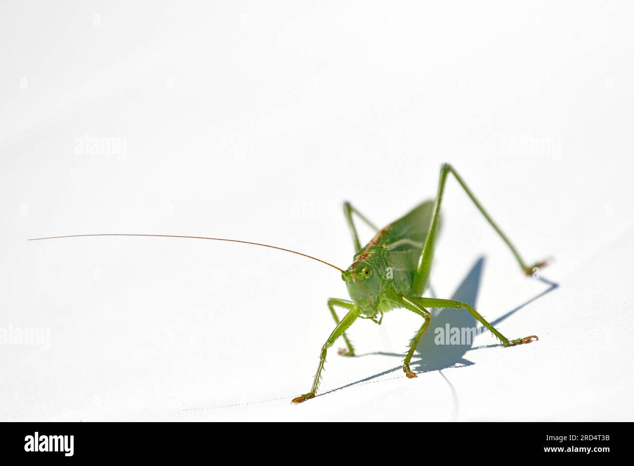 Un cavallo da fieno verde sul tessuto leggero di un ombrellone Foto Stock