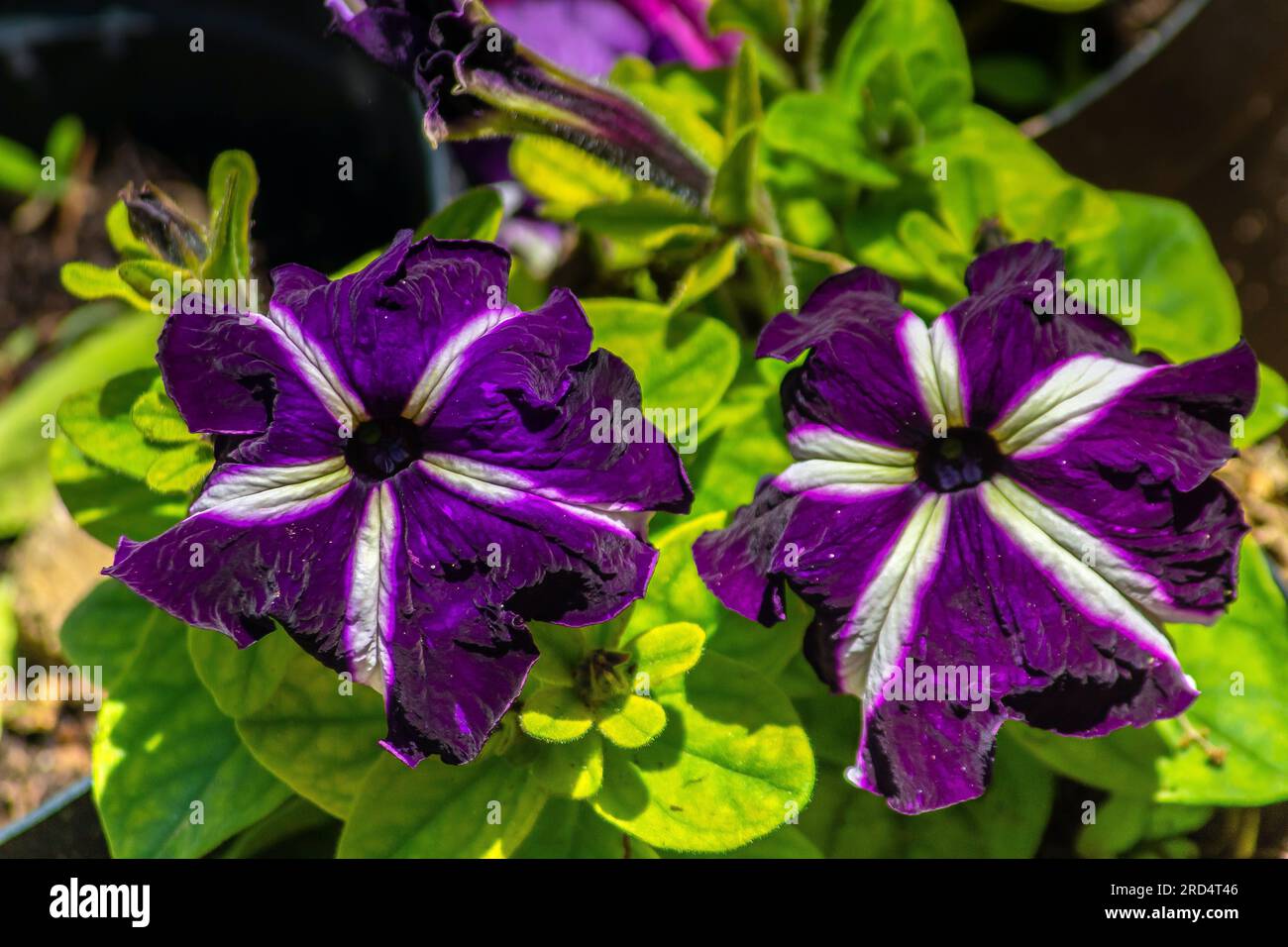Incantevole giardino di Petunias e piante di ombra notturna di bellezza naturale Foto Stock