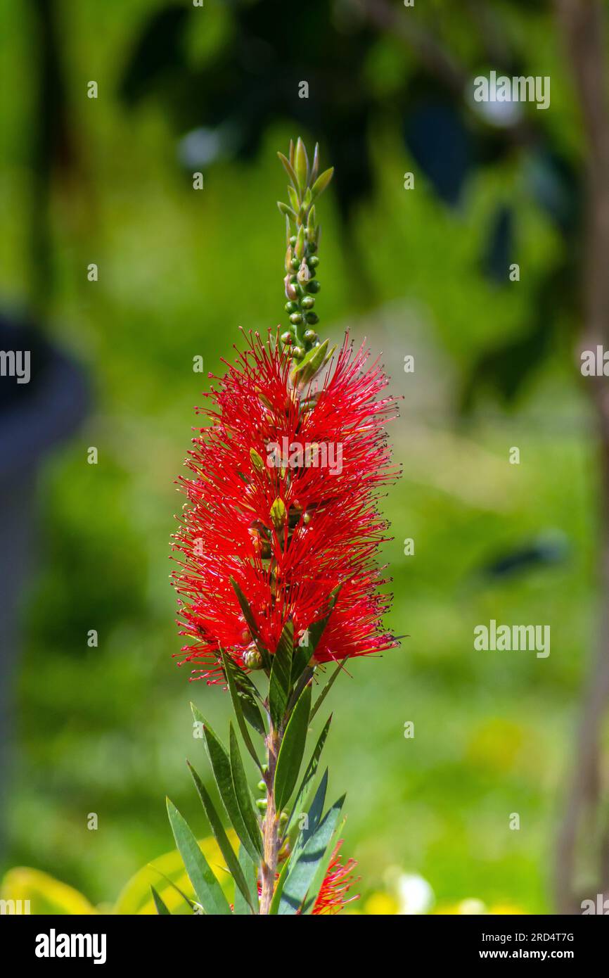 Callistemon Rigidus: Lo squisito Bottlebrush della natura Foto Stock