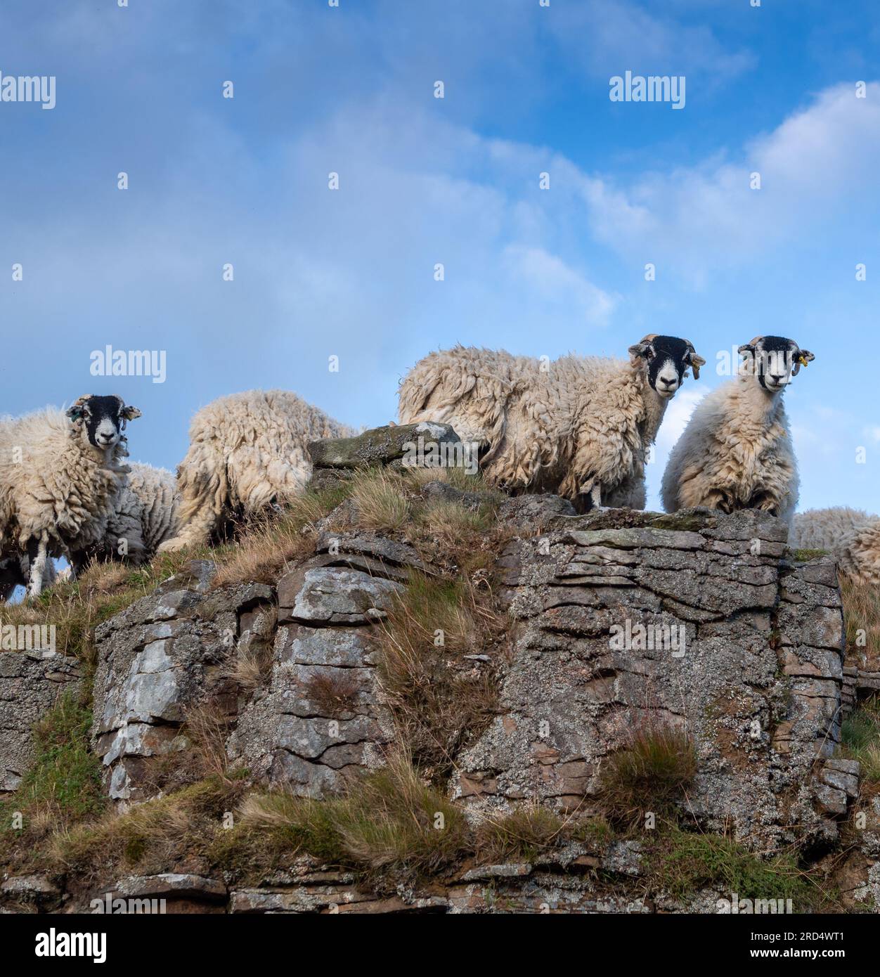 Pecore Swaledale che pascolano nella brughiera rocciosa del Parco nazionale Yorkshire Dales. Foto Stock