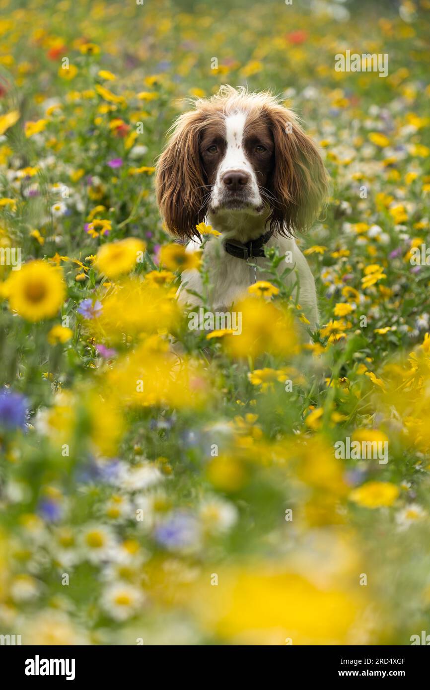 English Springer Spaniel in fiori selvatici Foto Stock