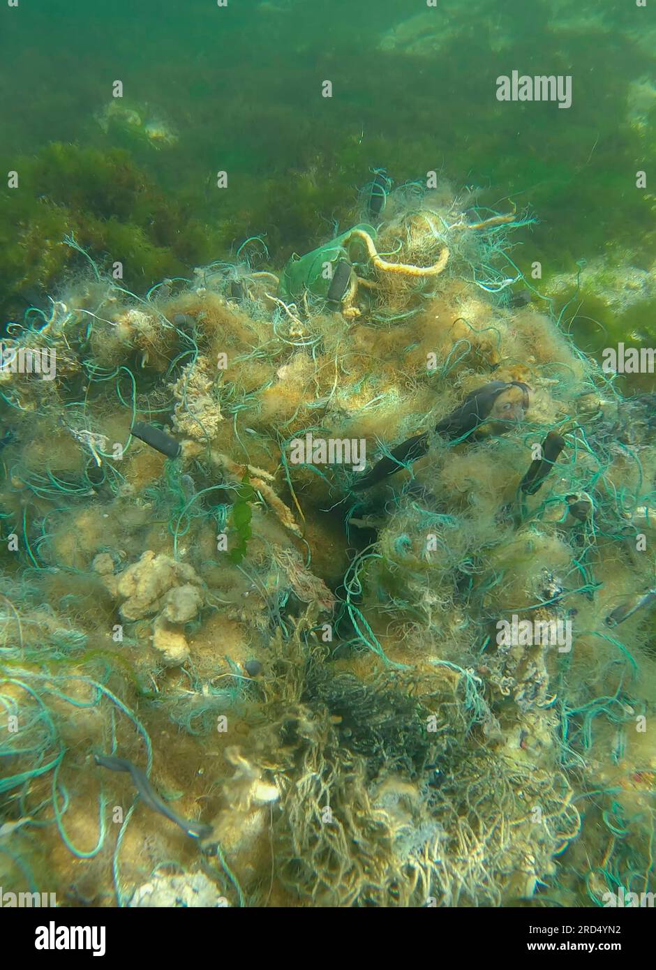 Il pesce di Goby morto nella rete da pesca perduta si trova sul fondale marino in una giornata di sole brillante nel Mar Nero, l'inquinamento da fantasmi di mari e oceani, il Mar Nero, Odessa, Ucraina Foto Stock