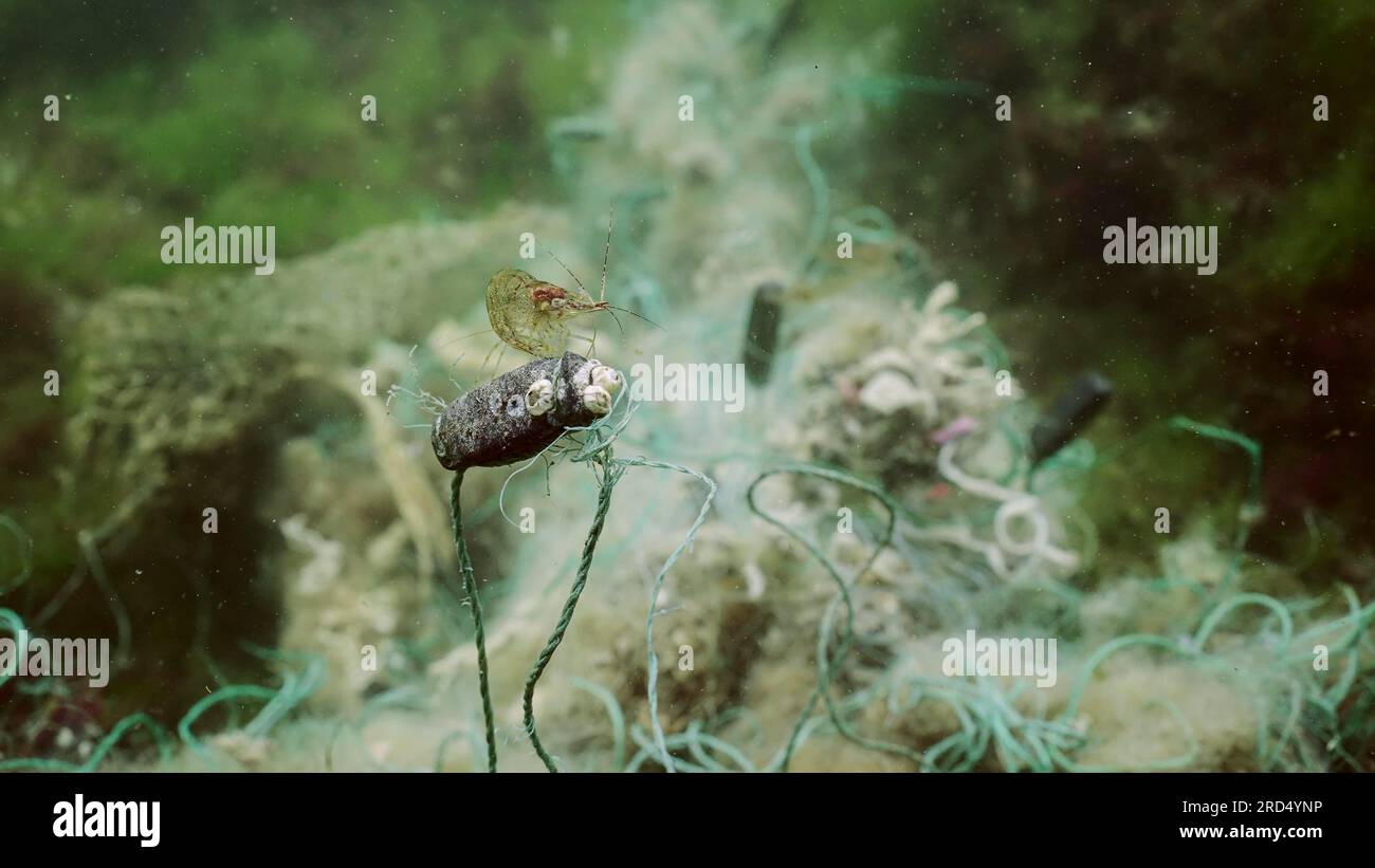 Gamberetti baltici seduti su una rete da pesca persa su alghe verdi nel Mar Nero, Ghost Gear Pollution of Seas and Ocean. Mare nero, Odessa, Ucraina Foto Stock