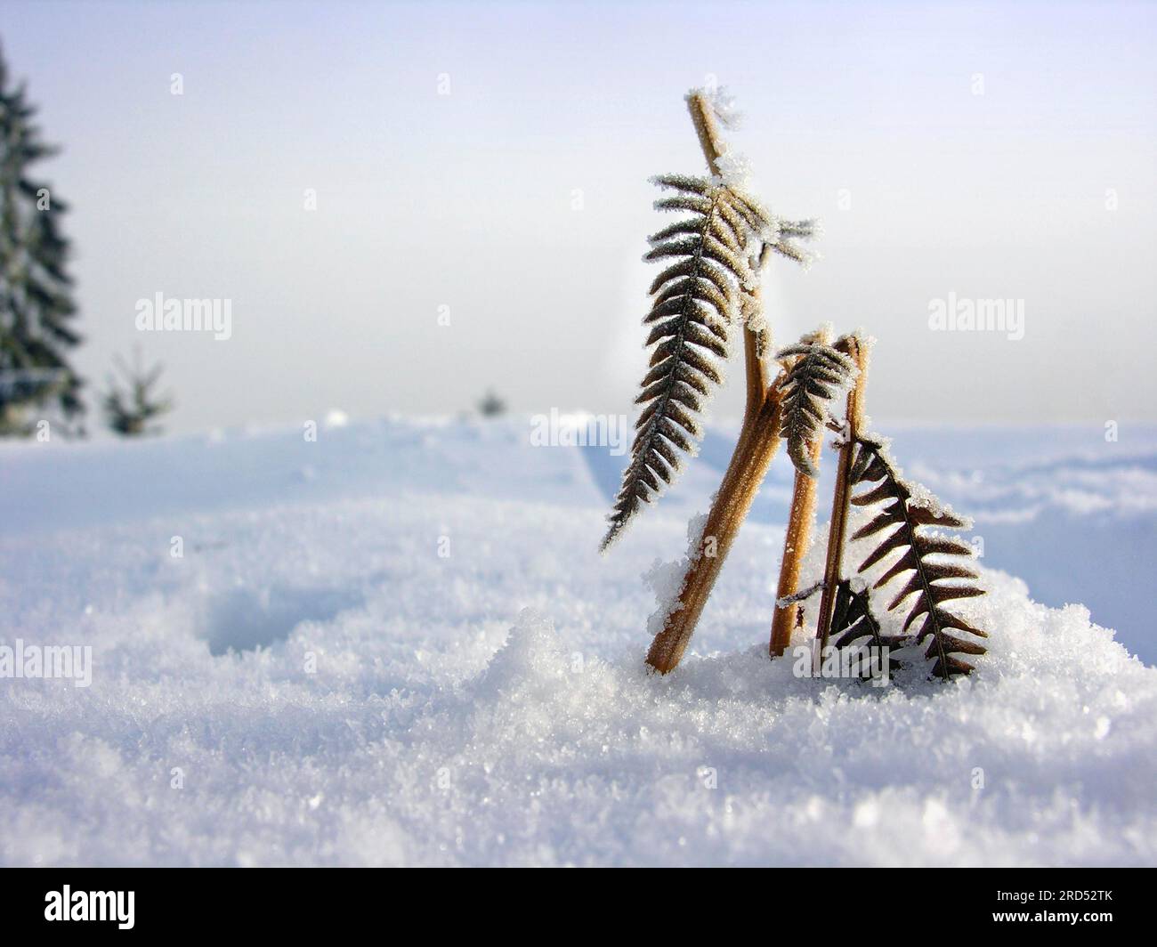 Felce ricoperte di ghiaccio e paesaggio innevato Foto Stock