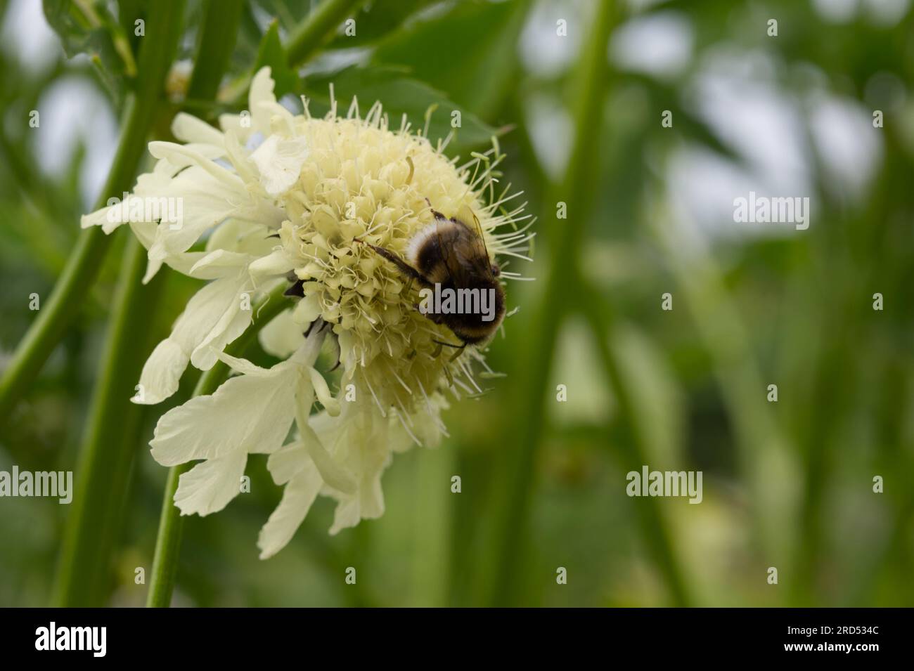 Fiore giallo pallido di Cephalaria gigantea scabia gigantea gigante, con ape nel giardino britannico di giugno Foto Stock