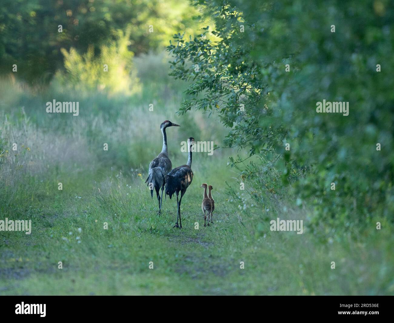 Gru (Grus grus), uccelli adulti e giovani che camminano su un sentiero forestale, fauna selvatica, bassa Sassonia, Germania Foto Stock
