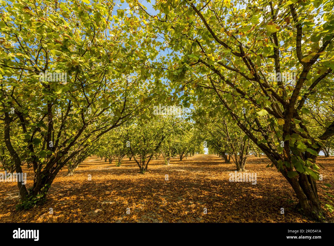 Cespugli di nocciole in una piantagione di nocciole nei pressi di Varengo, Gabiano, provincia di Alessandria, Monferrato, Piemonte, Italia Foto Stock