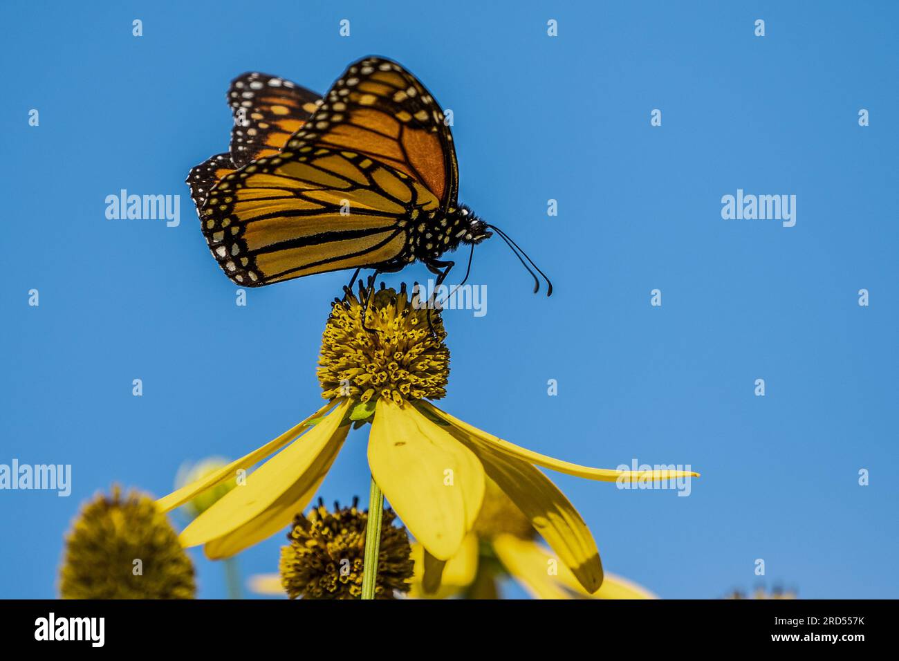 Primo piano della farfalla monarca (Danaus plexippus) sorseggiando nettare dal girasole selvatico giallo, Pennsylvania Foto Stock