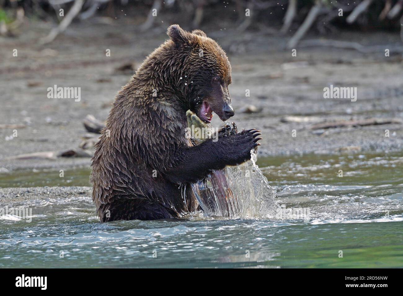 Giovane orso bruno (Ursus arctos) seduto sulla riva a giocare con un salmone, Lake Clarke National Park, Alaska, USA Foto Stock