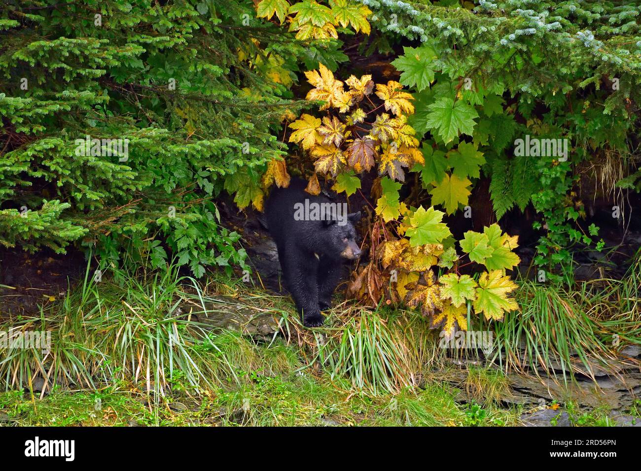 L'orso nero americano (Ursus americanus) esce dalla foresta, dalla foresta pluviale, Prince William Sound, Alaska, USA Foto Stock
