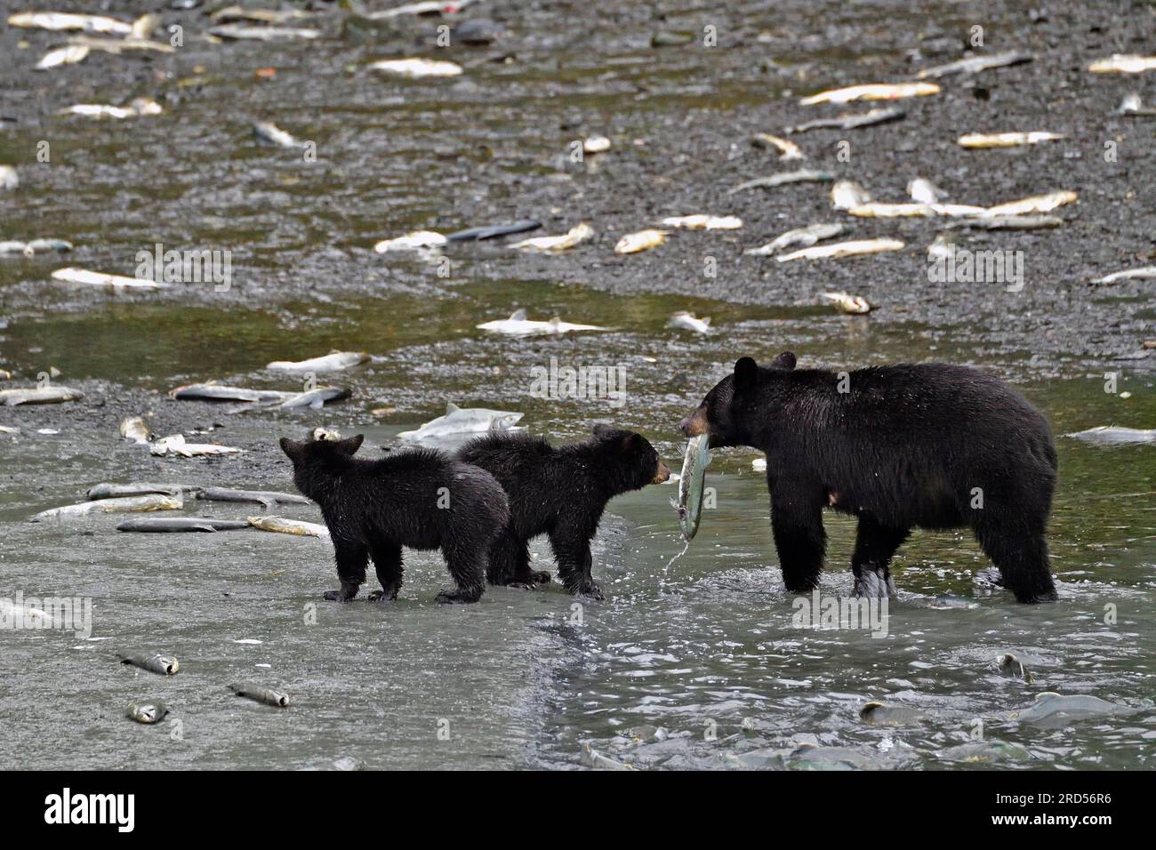 L'orso nero americano (Ursus americanus) con due cuccioli in acqua che tengono il salmone catturato in bocca, la foresta pluviale, Prince William Sound Foto Stock