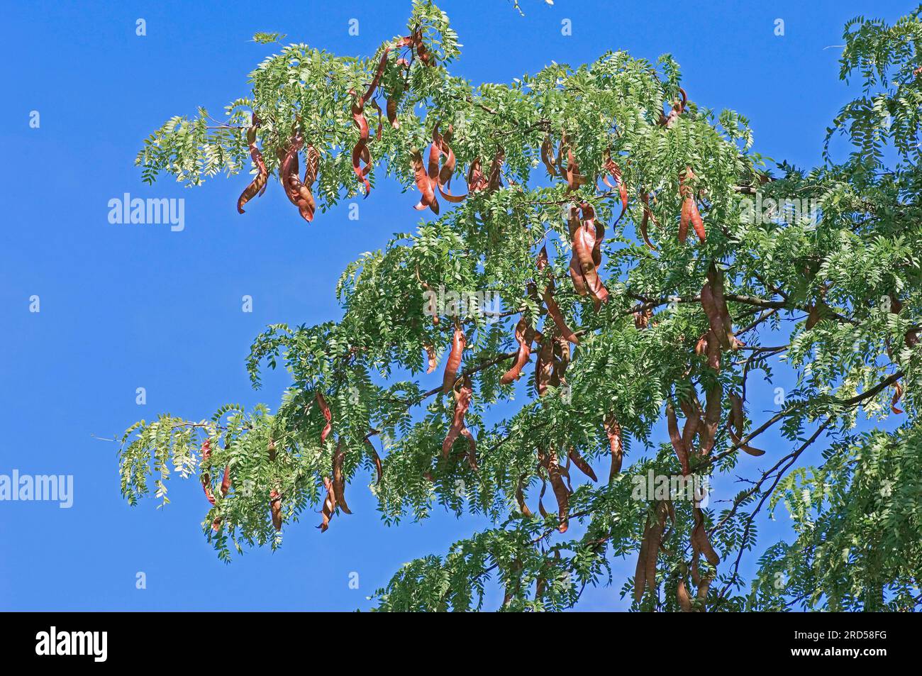 Carrube del miele (Gleditsia triacanthos), cipolla di cuoio, False Christ thorn, famiglia Carob, Caesalpiniaceae Foto Stock
