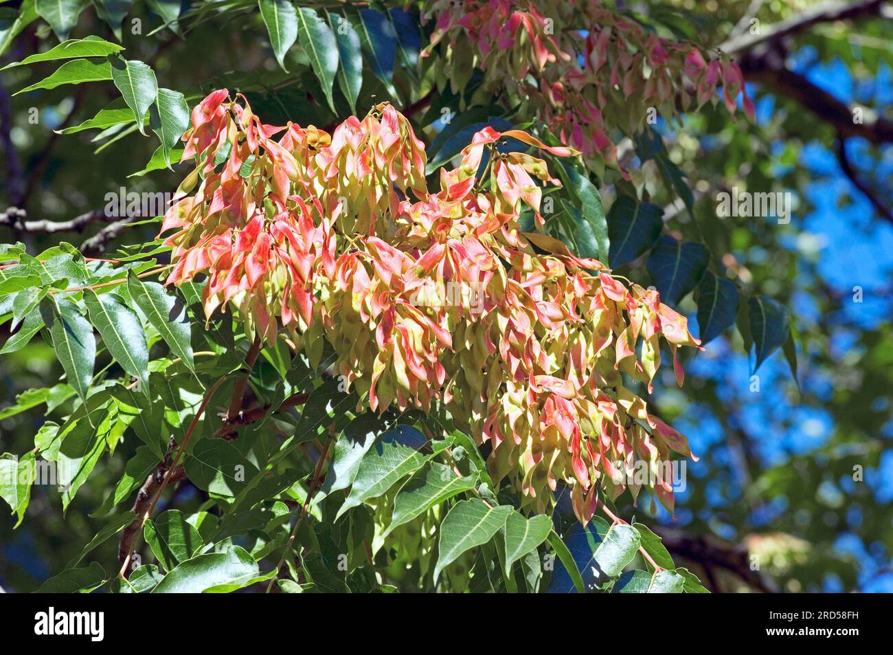 Albero del cielo (Ailanthus altissima), Simaroubaceae Foto Stock