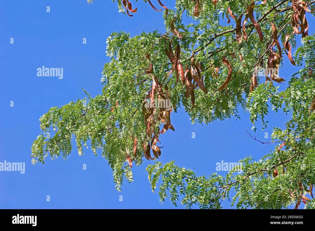 Carrube del miele (Gleditsia triacanthos), cipolla di cuoio, False Christ thorn, famiglia Carob, Caesalpiniaceae Foto Stock