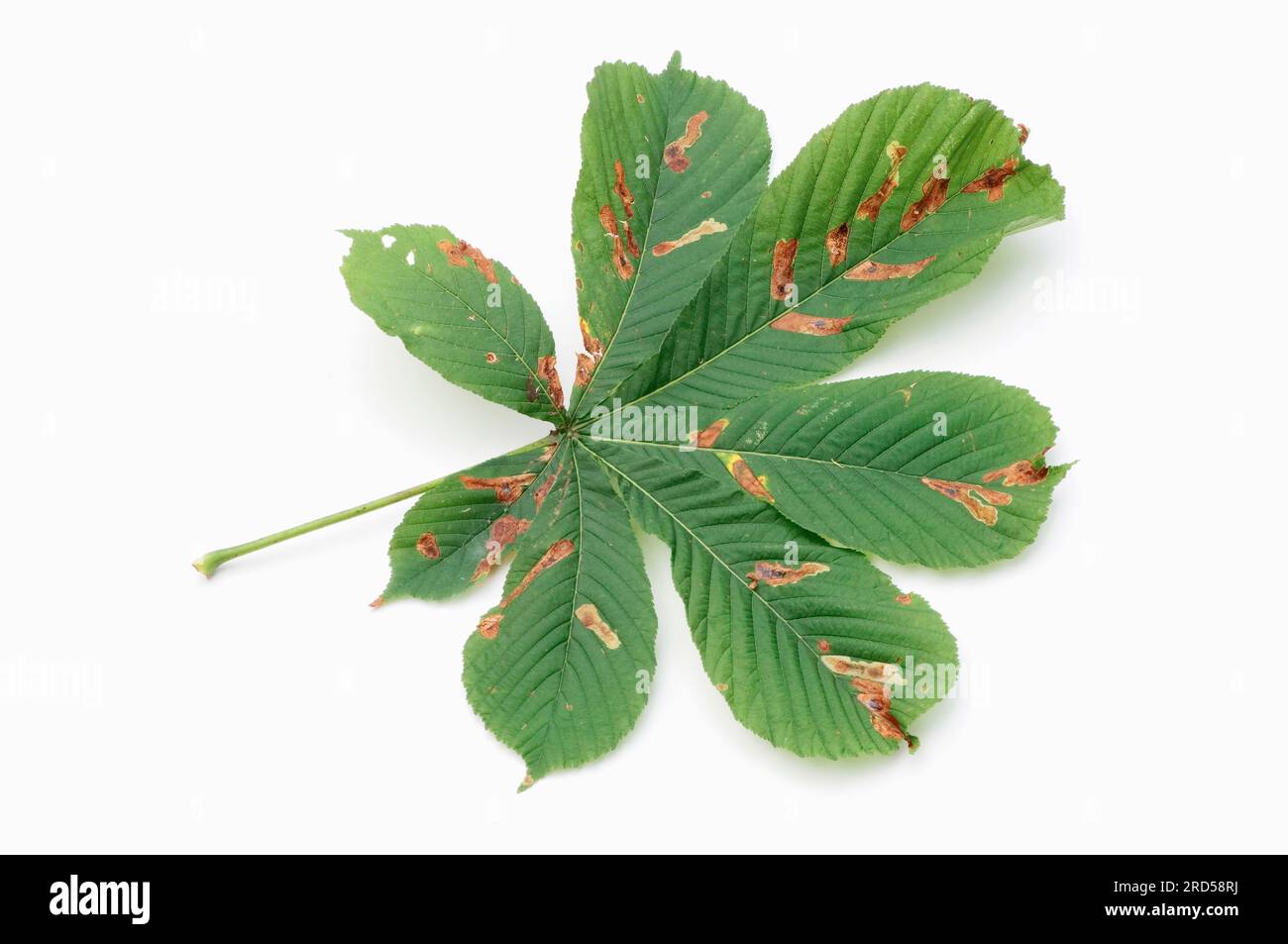 Castagno di cavallo (Aesculus hippocastanum), foglie con danni di foglie di castagno di cavallo (Cameraria ohridella) Foto Stock