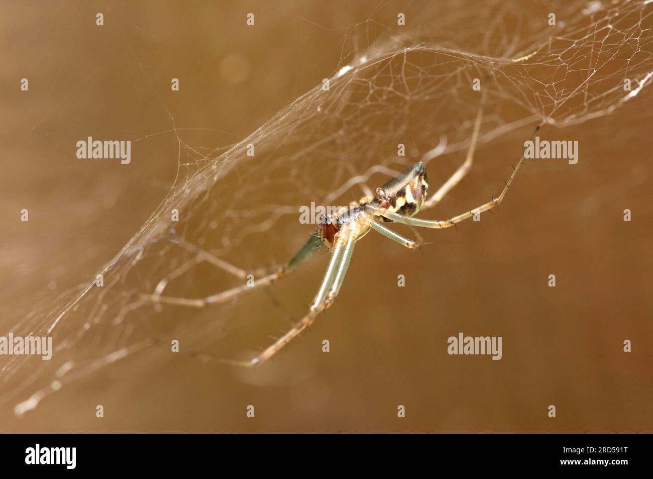 Foglio Web Spider, Renania settentrionale-Vestfalia, Germania (Linyphia triangularis), Money Spider Foto Stock