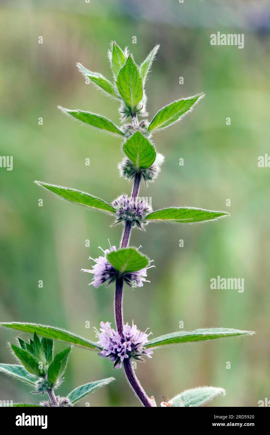 Menta di campo (Mentha arvensis), Renania settentrionale-Vestfalia, menta selvatica, menta selvatica americana, Germania Foto Stock
