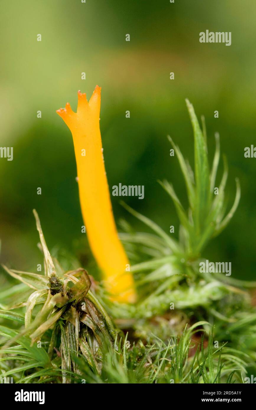 Paillotto giallo (Calocera viscosa), fungo gelatina di stagno, fungo gelatina di corna, fungo corna giallo, Paesi Bassi Foto Stock