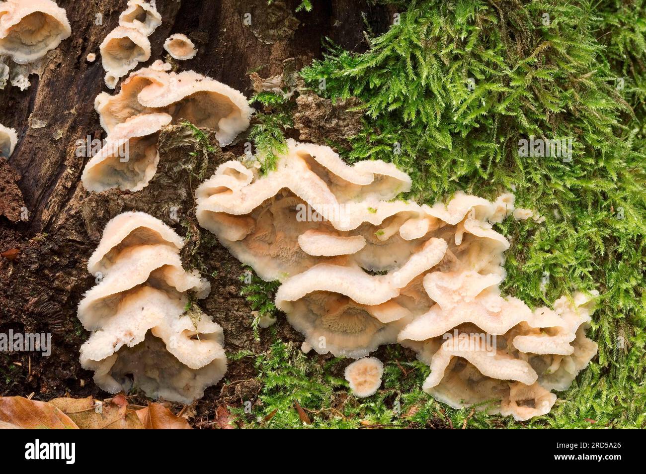 Fungo bianco a bottone (Merulius tremellosus) Gall rot, Paesi Bassi Foto Stock