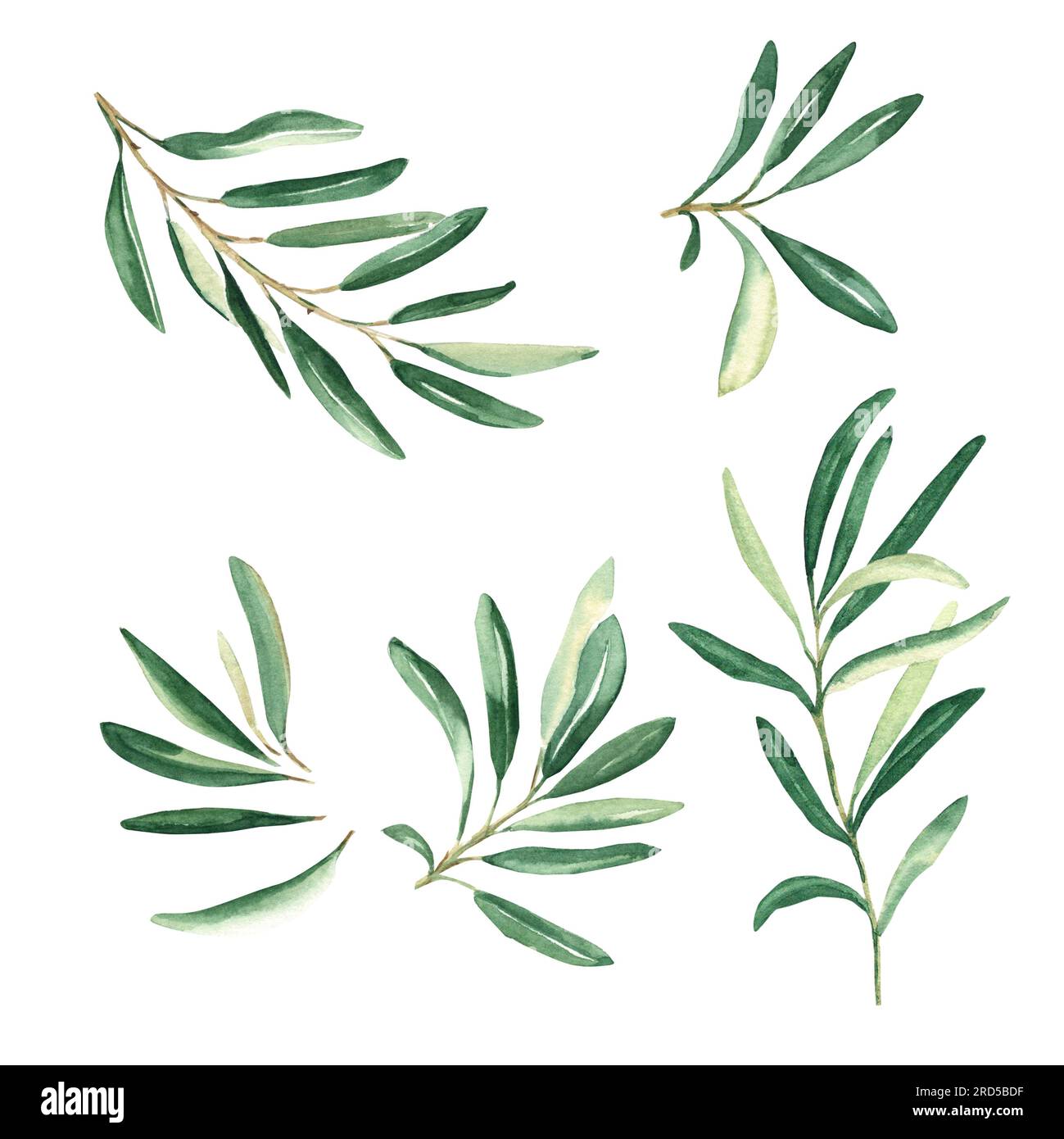 Rami di ulivo isolati su sfondo bianco. Acquerello illustrazione botanica disegnata a mano. Può essere utilizzato per schede, loghi e design della confezione Foto Stock