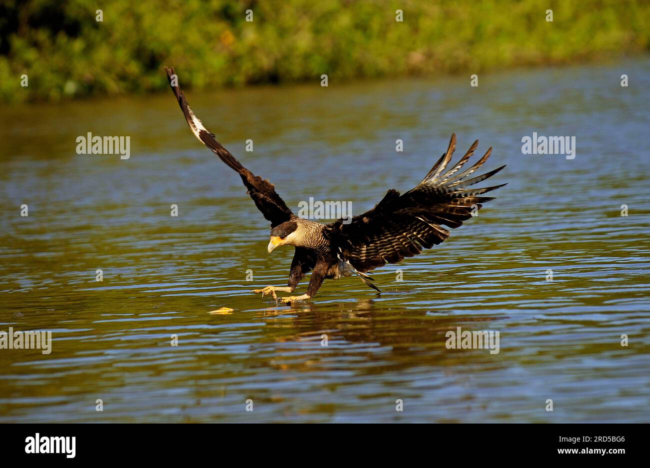 Caccia comune a Caracara, Pantanal, Brasile (Polyborus plancus), Caracara Crested Foto Stock