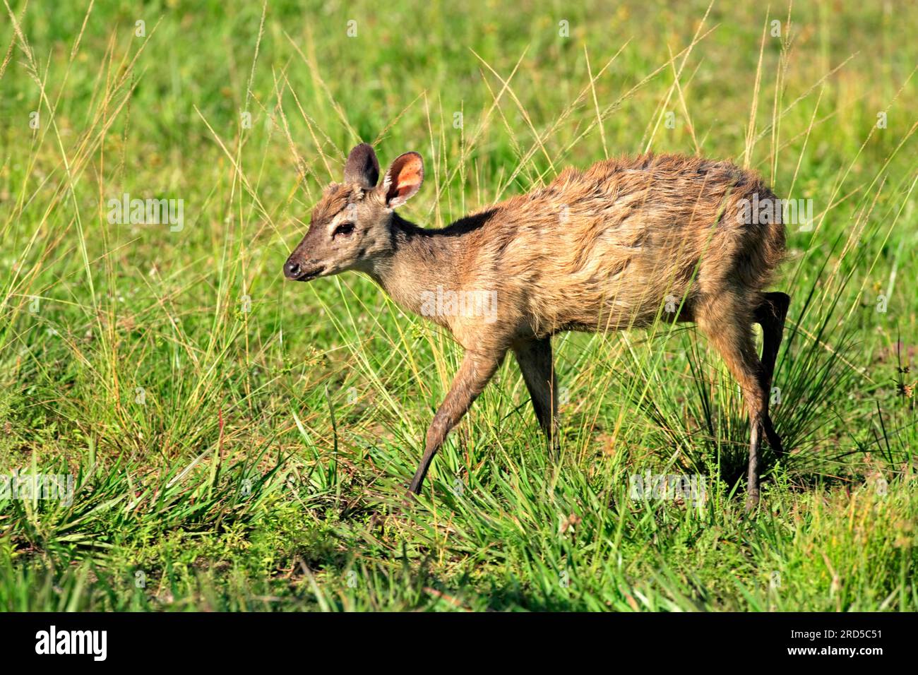Grey brocket, Young, Pantanal (Mazama gouazoubira), Brasile Foto Stock